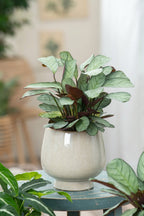 Lot De 2 Ctenanthe 'Amagris' - Plantes D'Intérieur - Perfect Plant - The Bradery