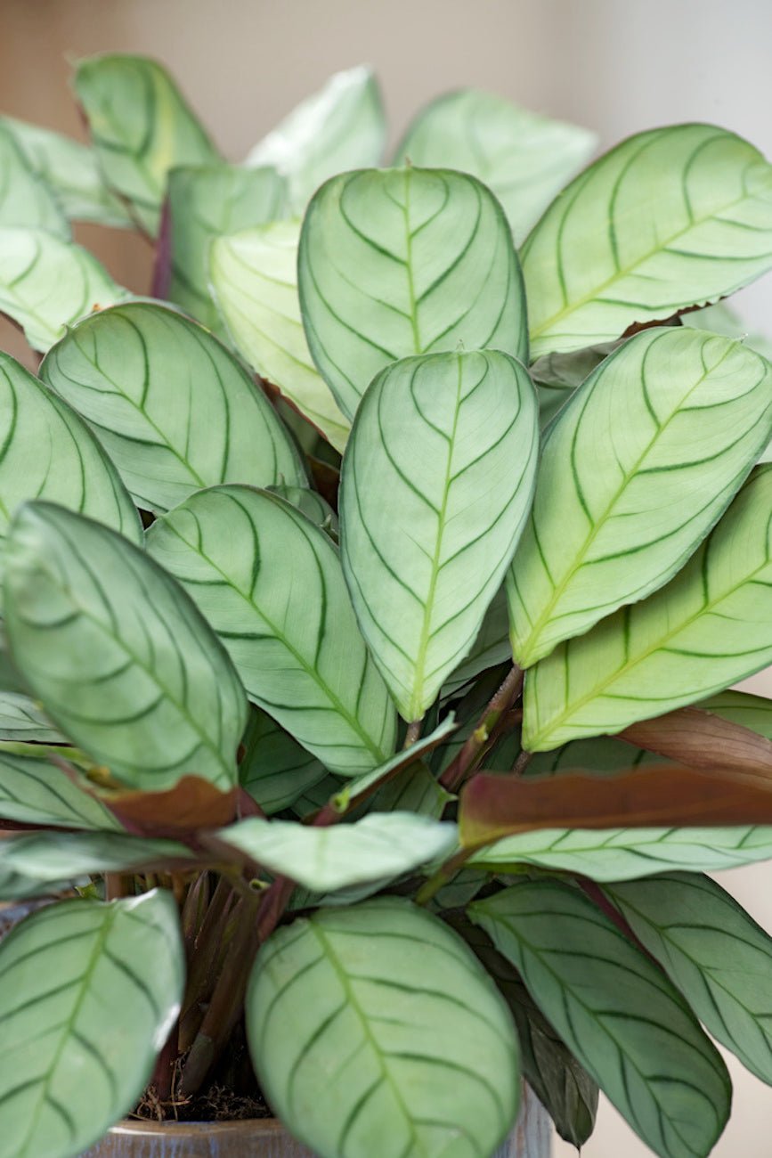 Lot De 2 Ctenanthe 'Amagris' - Plantes D'Intérieur - Perfect Plant - The Bradery
