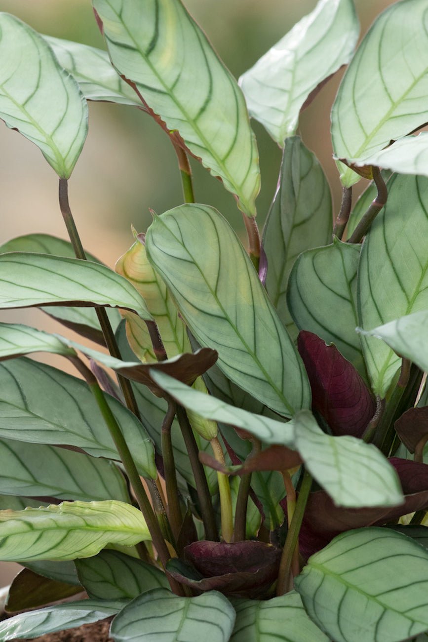 Lot De 2 Ctenanthe 'Amagris' - Plantes D'Intérieur - Perfect Plant - The Bradery