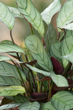 Lot De 2 Ctenanthe 'Amagris' - Plantes D'Intérieur - Perfect Plant - The Bradery