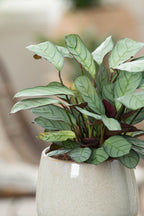 Lot De 2 Ctenanthe 'Amagris' - Plantes D'Intérieur - Perfect Plant - The Bradery