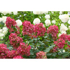 Lot De 2 Hydrangea Paniculata Wim'S Red Plantes A Fleurs Perfect Plant