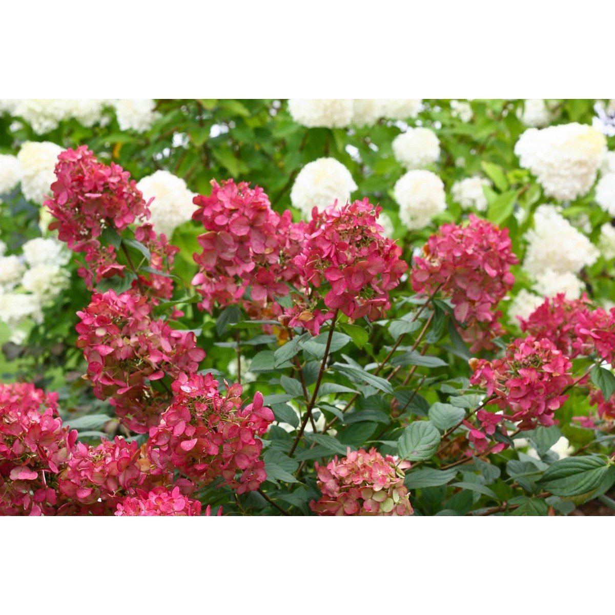 Lot De 2 Hydrangea Paniculata Wim'S Red Plantes A Fleurs Perfect Plant