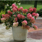 Lot De 2 Hydrangea Paniculata Wim'S Red Plantes A Fleurs Perfect Plant
