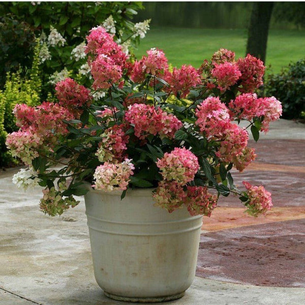 Lot De 2 Hydrangea Paniculata Wim'S Red Plantes A Fleurs Perfect Plant
