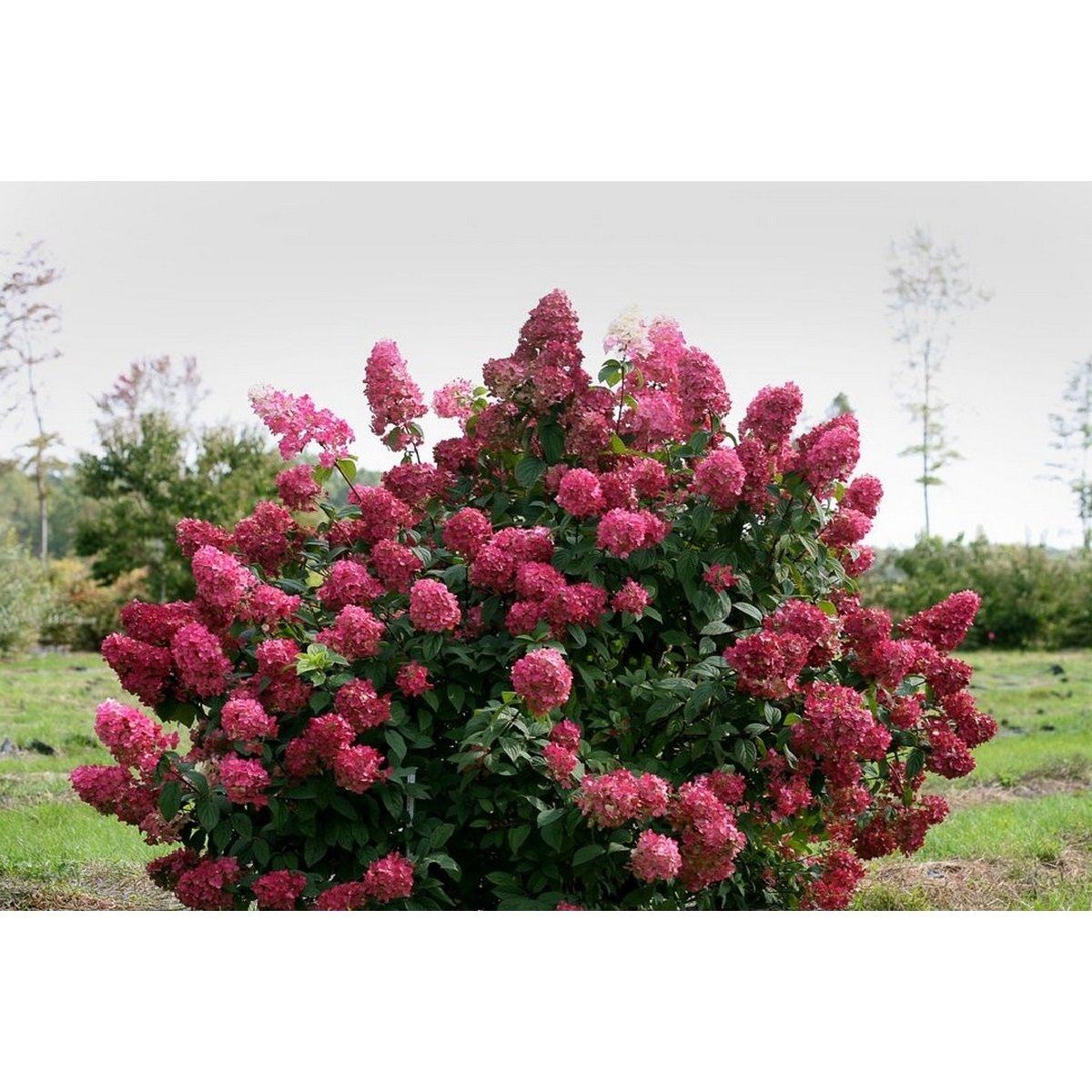 Lot De 2 Hydrangea Paniculata Wim'S Red Plantes A Fleurs Perfect Plant