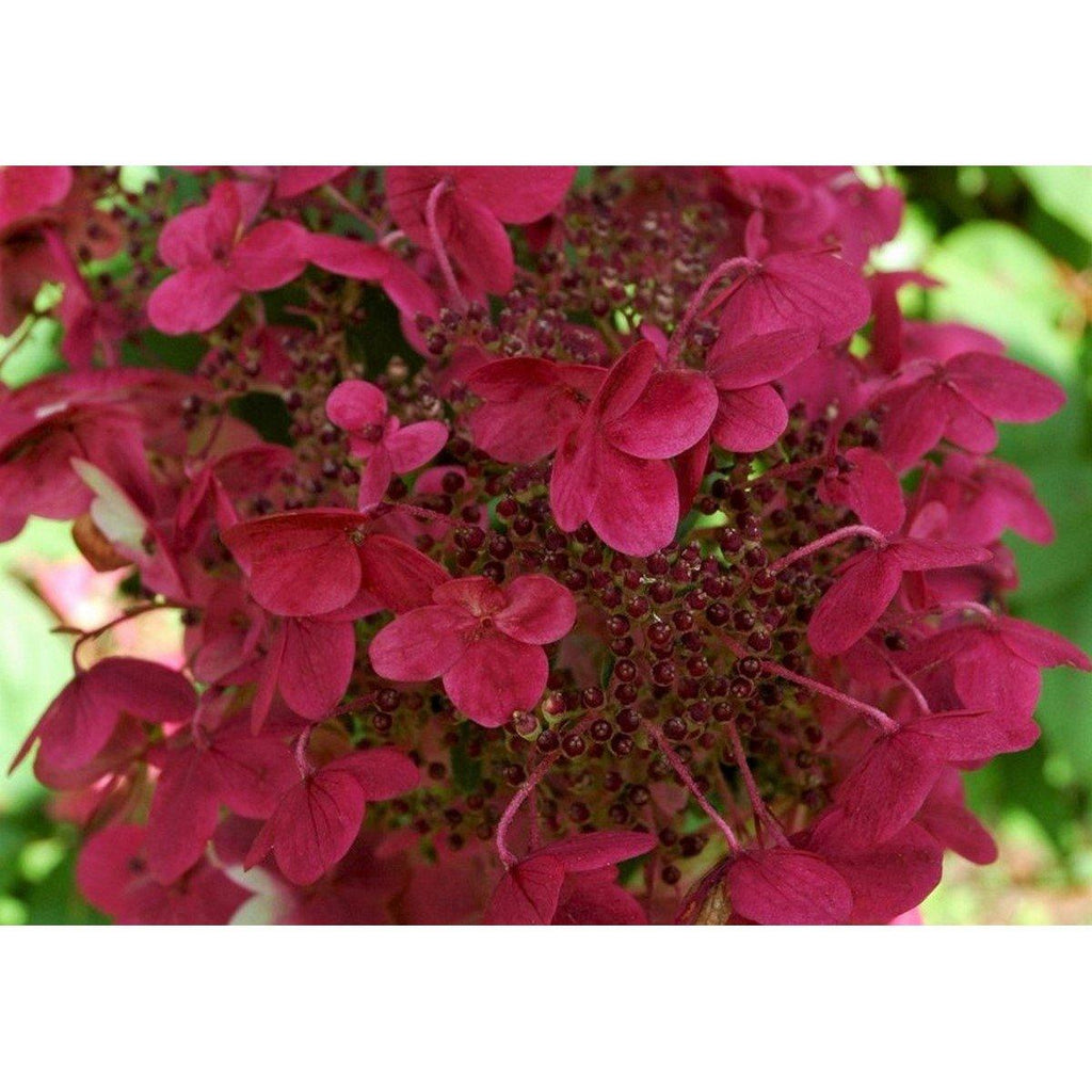 Lot De 2 Hydrangea Paniculata Wim'S Red Plantes A Fleurs Perfect Plant