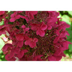 Lot De 2 Hydrangea Paniculata Wim'S Red Plantes A Fleurs Perfect Plant