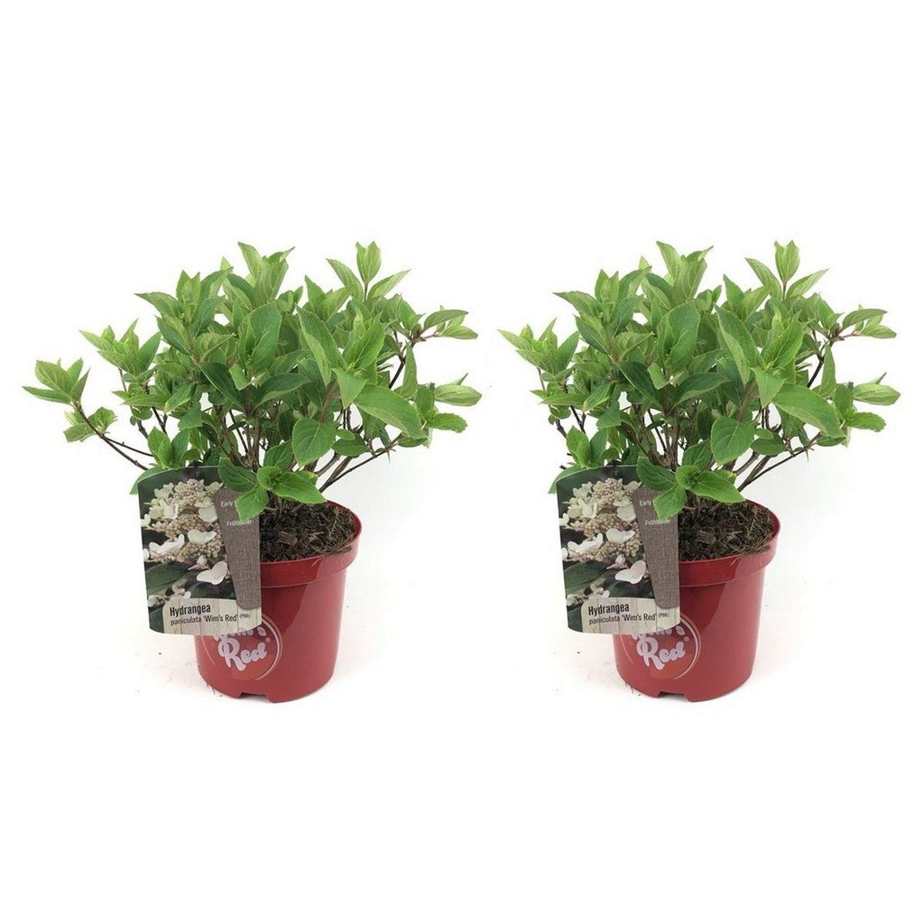 Lot De 2 Hydrangea Paniculata Wim'S Red Plantes A Fleurs Perfect Plant