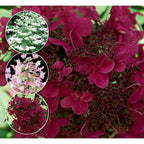 Lot De 2 Hydrangea Paniculata Wim'S Red Plantes A Fleurs Perfect Plant