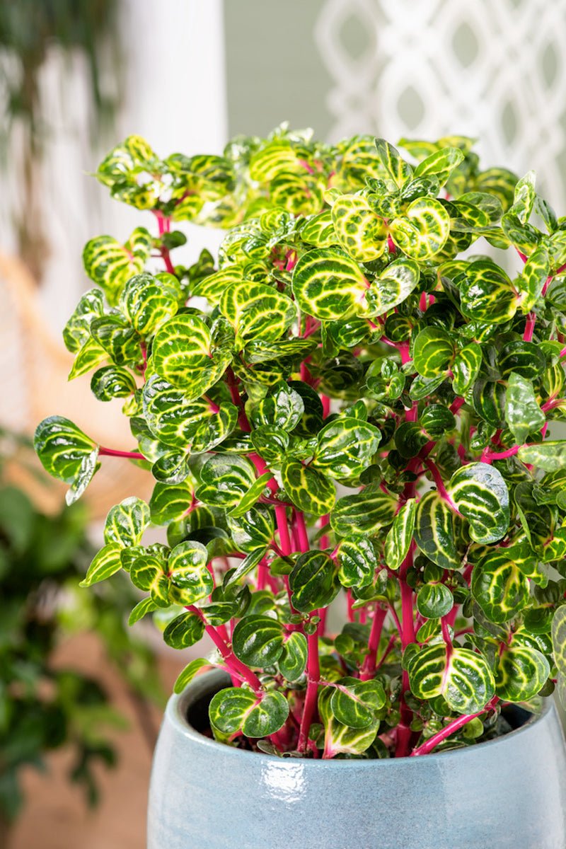 Lot De 2 Iresine Herbstii 'Beefsteak' Jaune - Plantes D'Intérieur - Perfect Plant - The Bradery