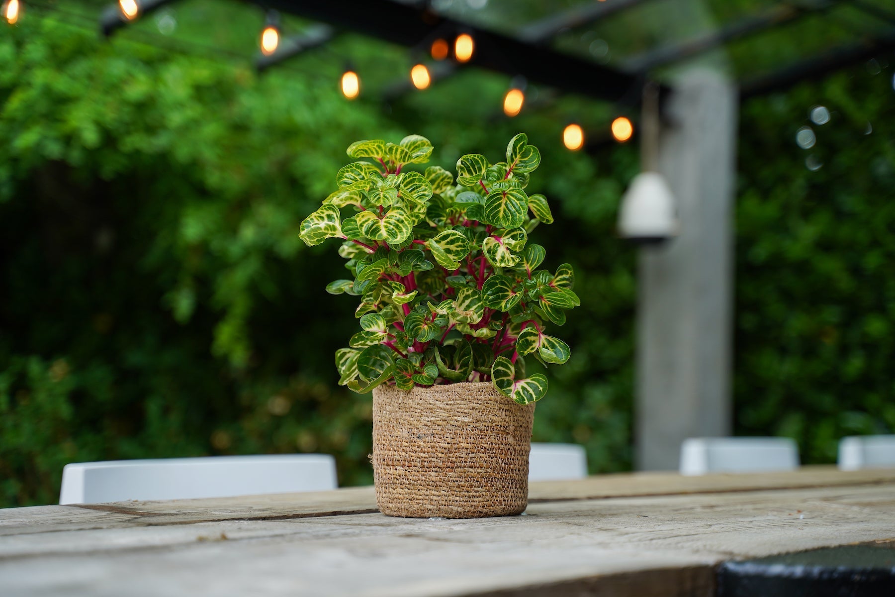 Lot De 2 Iresine Herbstii 'Beefsteak' Jaune - Plantes D'Intérieur - Perfect Plant - The Bradery