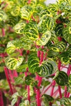 Lot De 2 Iresine Herbstii 'Beefsteak' Jaune - Plantes D'Intérieur - Perfect Plant - The Bradery