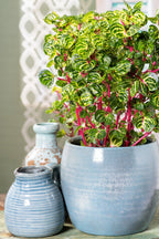 Lot De 2 Iresine Herbstii 'Beefsteak' Jaune - Plantes D'Intérieur - Perfect Plant - The Bradery