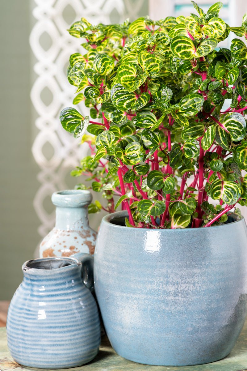Lot De 2 Iresine Herbstii 'Beefsteak' Jaune - Plantes D'Intérieur - Perfect Plant - The Bradery