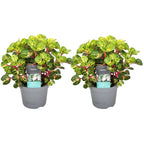 Lot De 2 Iresine Herbstii 'Beefsteak' Jaune - Plantes D'Intérieur - Perfect Plant - The Bradery
