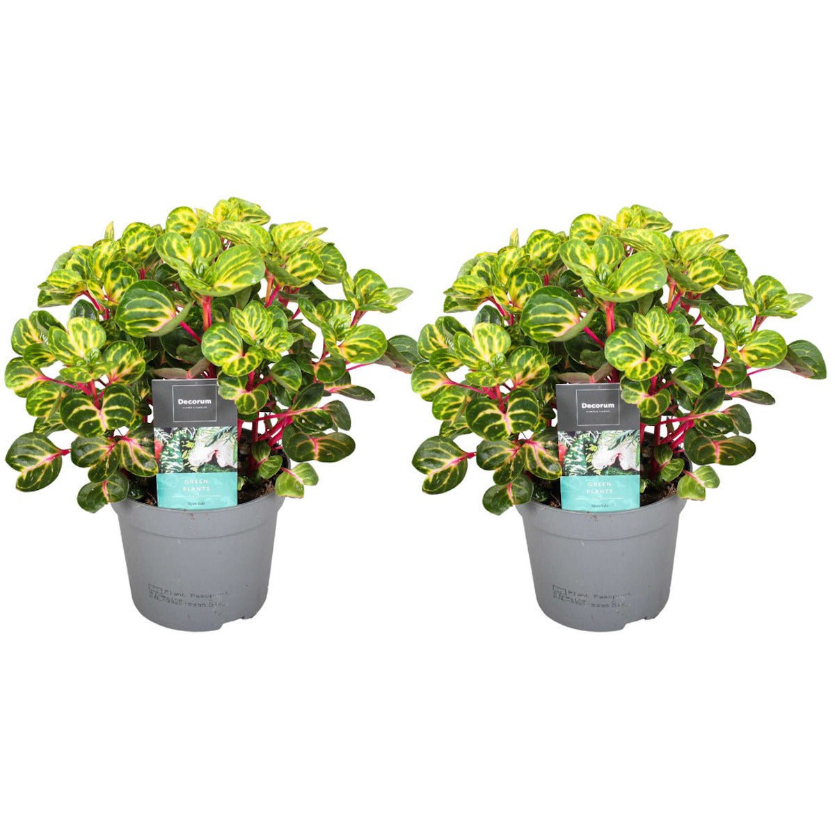 Lot De 2 Iresine Herbstii 'Beefsteak' Jaune - Plantes D'Intérieur - Perfect Plant - The Bradery