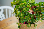 Lot De 2 Iresine Herbstii 'Beefsteak' Jaune - Plantes D'Intérieur - Perfect Plant - The Bradery