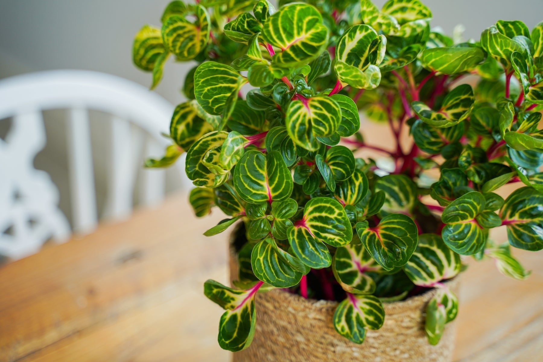 Lot De 2 Iresine Herbstii 'Beefsteak' Jaune - Plantes D'Intérieur - Perfect Plant - The Bradery