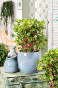 Lot De 2 Iresine Herbstii 'Beefsteak' Jaune - Plantes D'Intérieur - Perfect Plant - The Bradery
