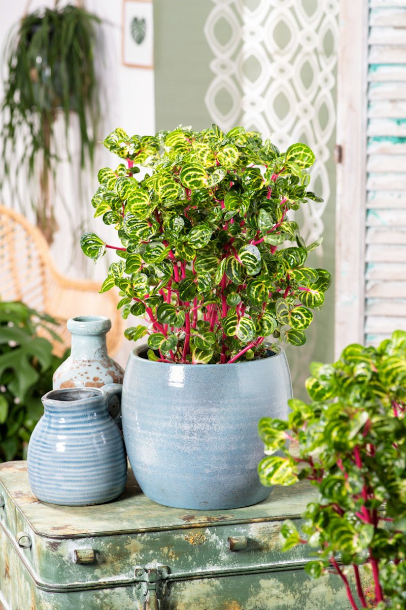 Lot De 2 Iresine Herbstii 'Beefsteak' Jaune - Plantes D'Intérieur - Perfect Plant - The Bradery