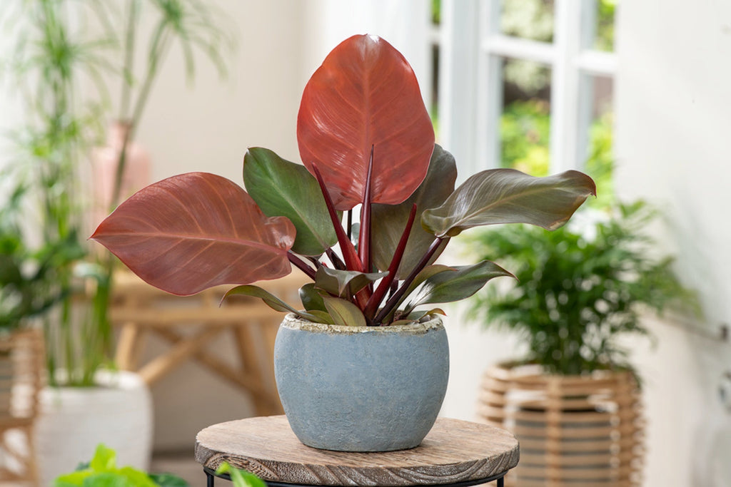 Lot De 2 Philodendron 'Sun Light' - Plantes D'Intérieur - Perfect Plant - The Bradery