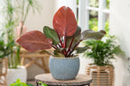 Lot De 2 Philodendron 'Sun Light' - Plantes D'Intérieur - Perfect Plant - The Bradery