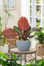 Lot De 2 Philodendron 'Sun Light' - Plantes D'Intérieur - Perfect Plant - The Bradery