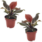 Lot De 2 Philodendron 'Sun Light' - Plantes D'Intérieur - Perfect Plant - The Bradery