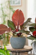 Lot De 2 Philodendron 'Sun Light' - Plantes D'Intérieur - Perfect Plant - The Bradery