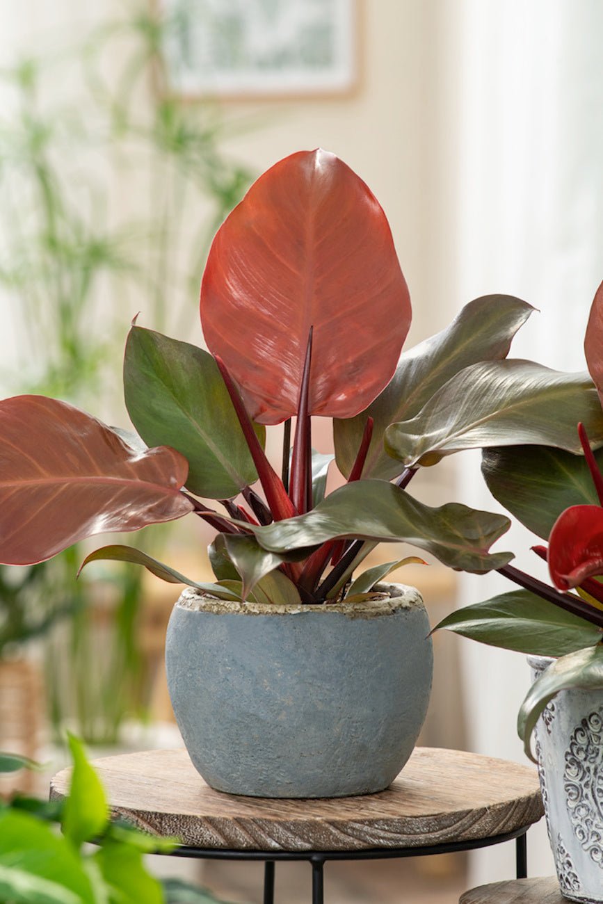 Lot De 2 Philodendron 'Sun Light' - Plantes D'Intérieur - Perfect Plant - The Bradery