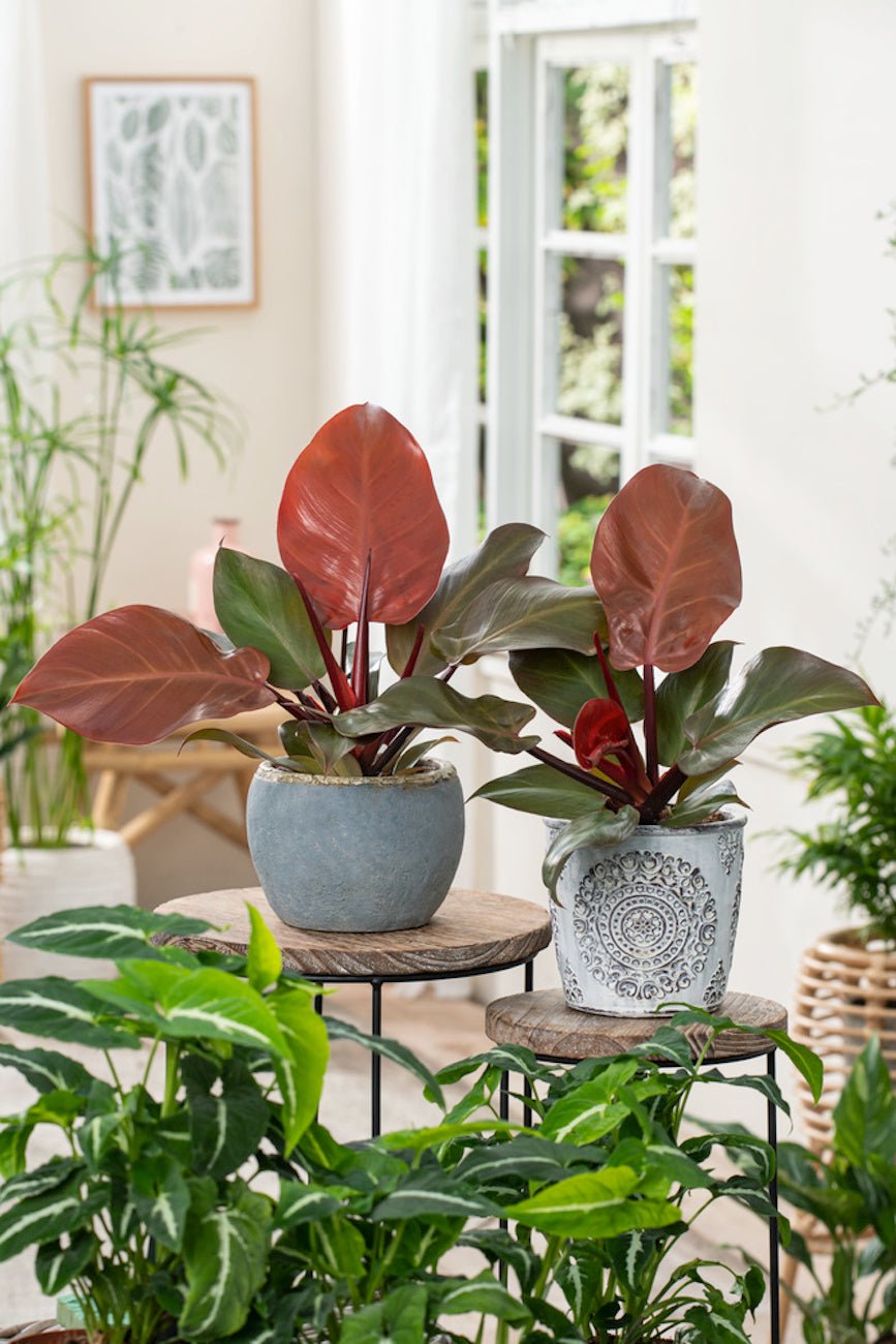 Lot De 2 Philodendron 'Sun Light' - Plantes D'Intérieur - Perfect Plant - The Bradery