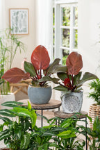 Lot De 2 Philodendron 'Sun Light' - Plantes D'Intérieur - Perfect Plant - The Bradery