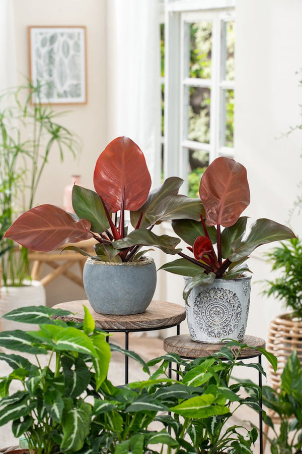 Lot De 2 Philodendron 'Sun Light' - Plantes D'Intérieur - Perfect Plant - The Bradery