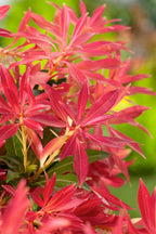 Lot De 2 Pieris Forest Flame - Plantes D'Extérieur - Perfect Plant - The Bradery