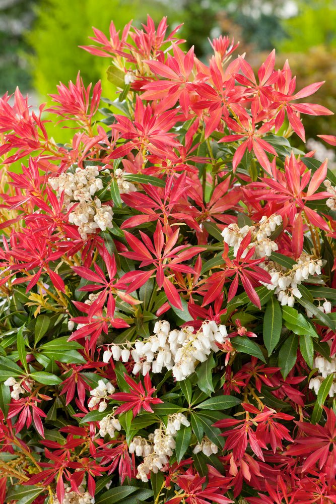 Lot De 2 Pieris Forest Flame - Plantes D'Extérieur - Perfect Plant - The Bradery