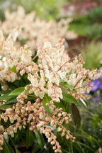 Lot De 2 Pieris Forest Flame - Plantes D'Extérieur - Perfect Plant - The Bradery