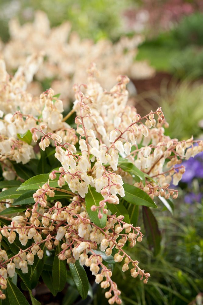 Lot De 2 Pieris Forest Flame - Plantes D'Extérieur - Perfect Plant - The Bradery