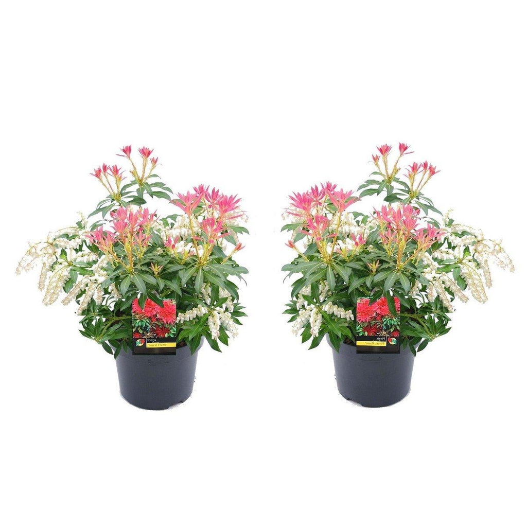 Lot De 2 Pieris Forest Flame - Plantes D'Extérieur - Perfect Plant - The Bradery