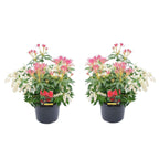 Lot De 2 Pieris Forest Flame - Plantes D'Extérieur - Perfect Plant - The Bradery