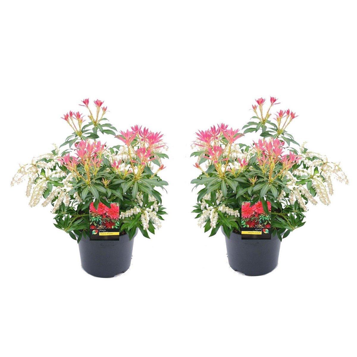 Lot De 2 Pieris Forest Flame - Plantes D'Extérieur - Perfect Plant - The Bradery