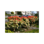 Lot De 2 Pieris Forest Flame - Plantes D'Extérieur - Perfect Plant - The Bradery