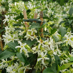 Lot De 2 Plantes XL Jasmin Toscan - Ø 17 Cm / ↕ 110-120 Cm - Plantes D'Extérieur New Plantes D'Extérieur Perfect Plant