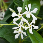 Lot De 2 Plantes XL Jasmin Toscan - Ø 17 Cm / ↕ 110-120 Cm - Plantes D'Extérieur New Plantes D'Extérieur Perfect Plant