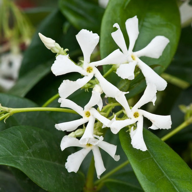 Lot De 2 Plantes XL Jasmin Toscan - Ø 17 Cm / ↕ 110-120 Cm - Plantes D'Extérieur New Plantes D'Extérieur Perfect Plant