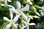 Lot De 2 Plantes XL Jasmin Toscan - Ø 17 Cm / ↕ 110-120 Cm - Plantes D'Extérieur New Plantes D'Extérieur Perfect Plant