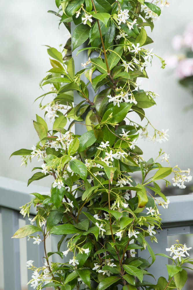 Lot De 2 Plantes XL Jasmin Toscan - Ø 17 Cm / ↕ 110-120 Cm - Plantes D'Extérieur New Plantes D'Extérieur Perfect Plant