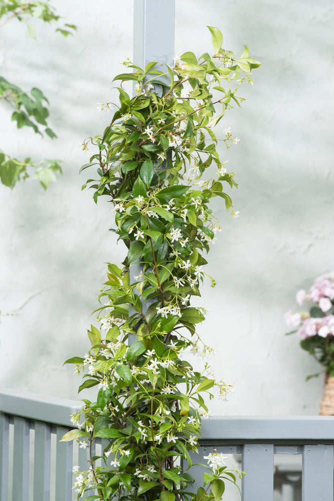Lot De 2 Plantes XL Jasmin Toscan - Ø 17 Cm / ↕ 110-120 Cm - Plantes D'Extérieur New Plantes D'Extérieur Perfect Plant