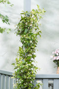 Lot De 2 Plantes XL Jasmin Toscan - Ø 17 Cm / ↕ 110-120 Cm - Plantes D'Extérieur New Plantes D'Extérieur Perfect Plant