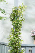 Lot De 2 Plantes XL Jasmin Toscan - Ø 17 Cm / ↕ 110-120 Cm - Plantes D'Extérieur New Plantes D'Extérieur Perfect Plant